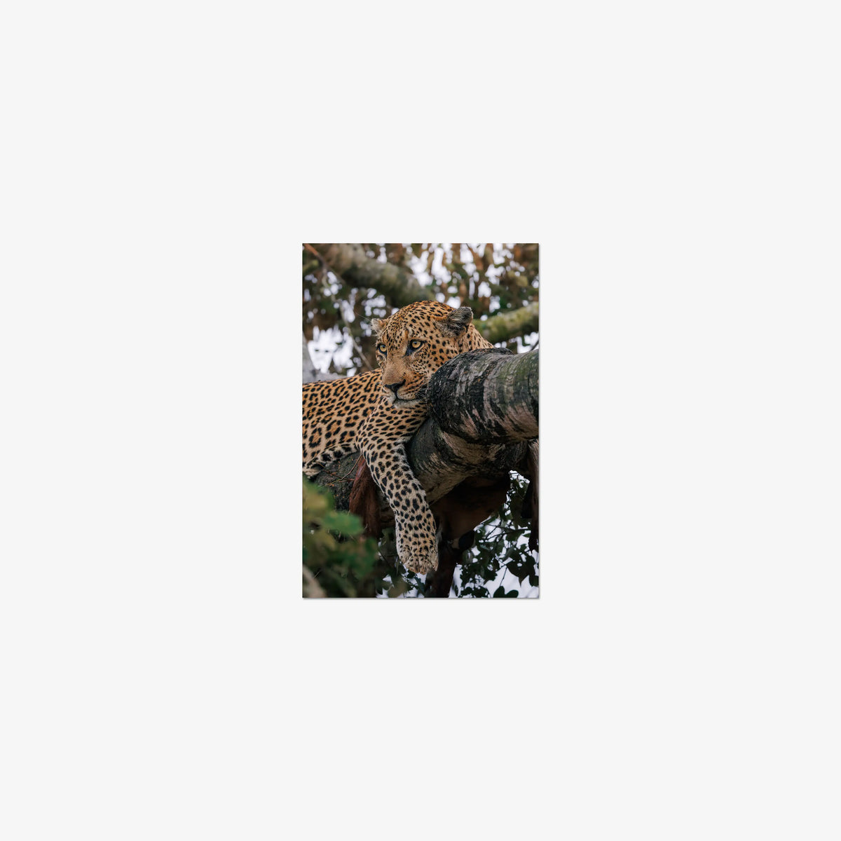 Ntima — mini / print / n/a