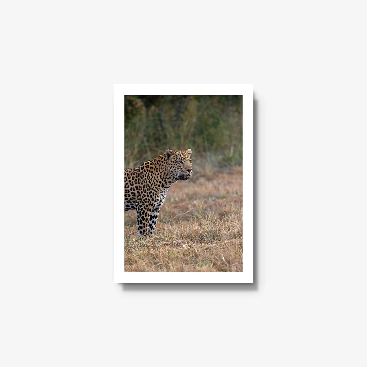 On Alert — small / white / full