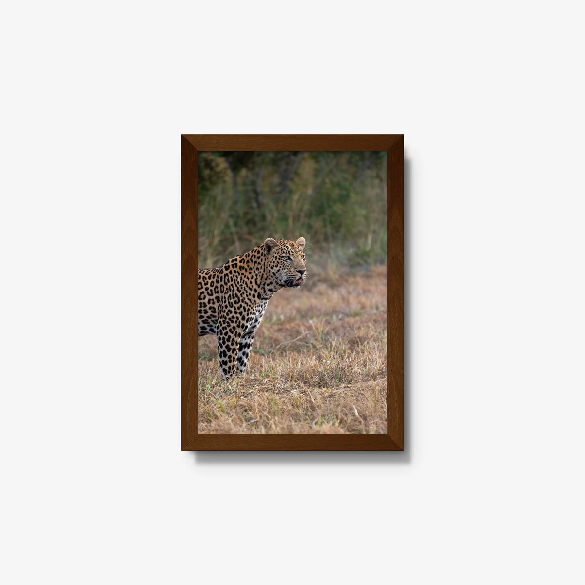 On Alert — small / brown / full