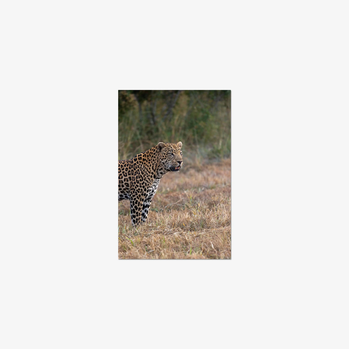 On Alert — small / print / n/a