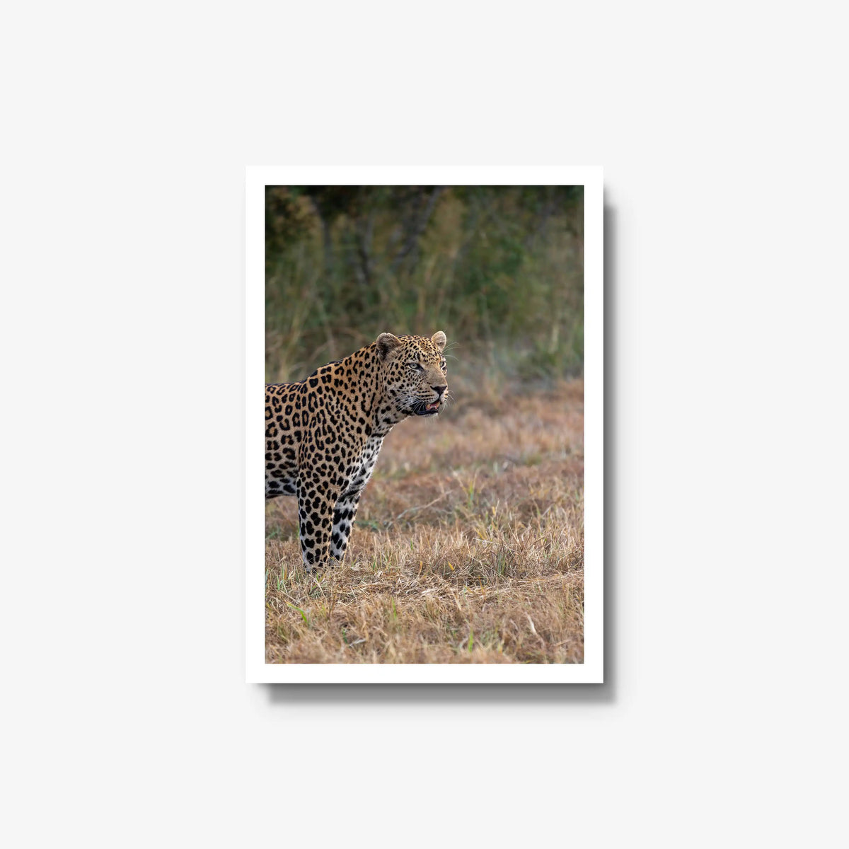 On Alert — medium / white / full