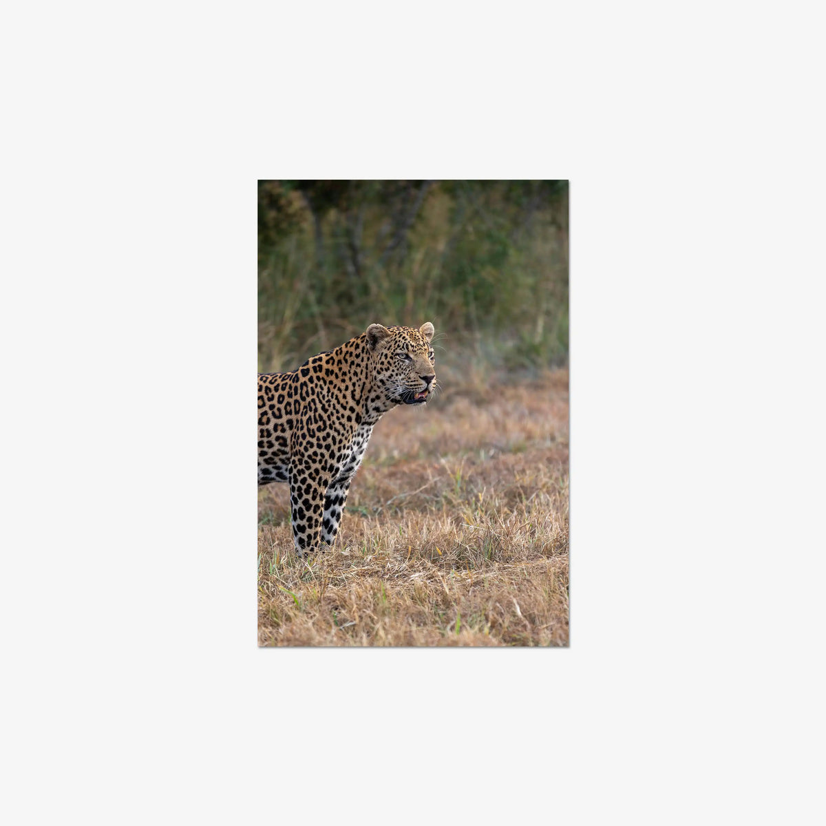 On Alert — medium / print / n/a