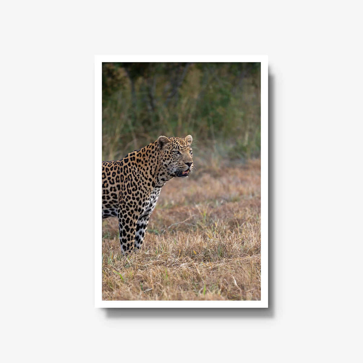 On Alert — large / white / full