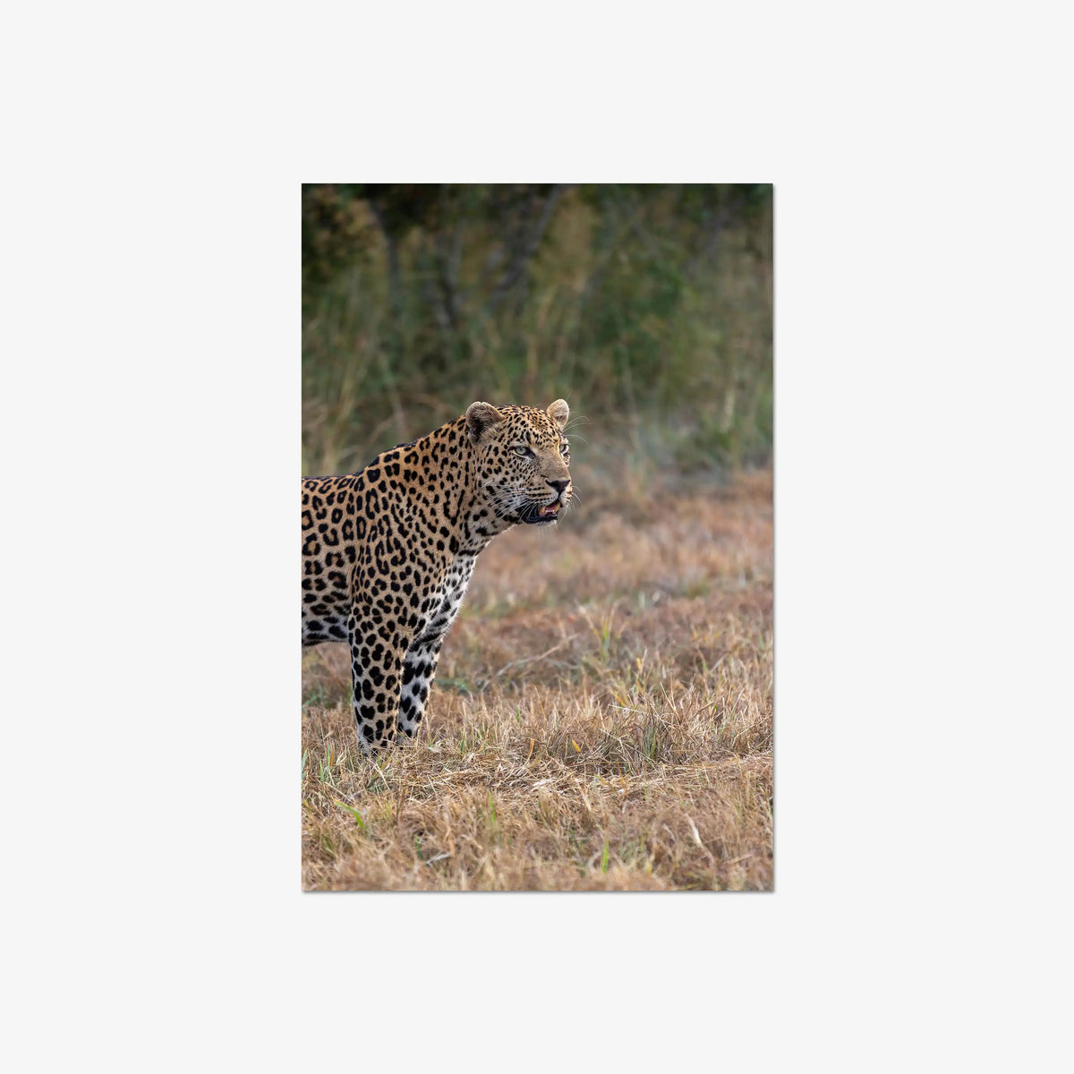 On Alert — large / print / n/a