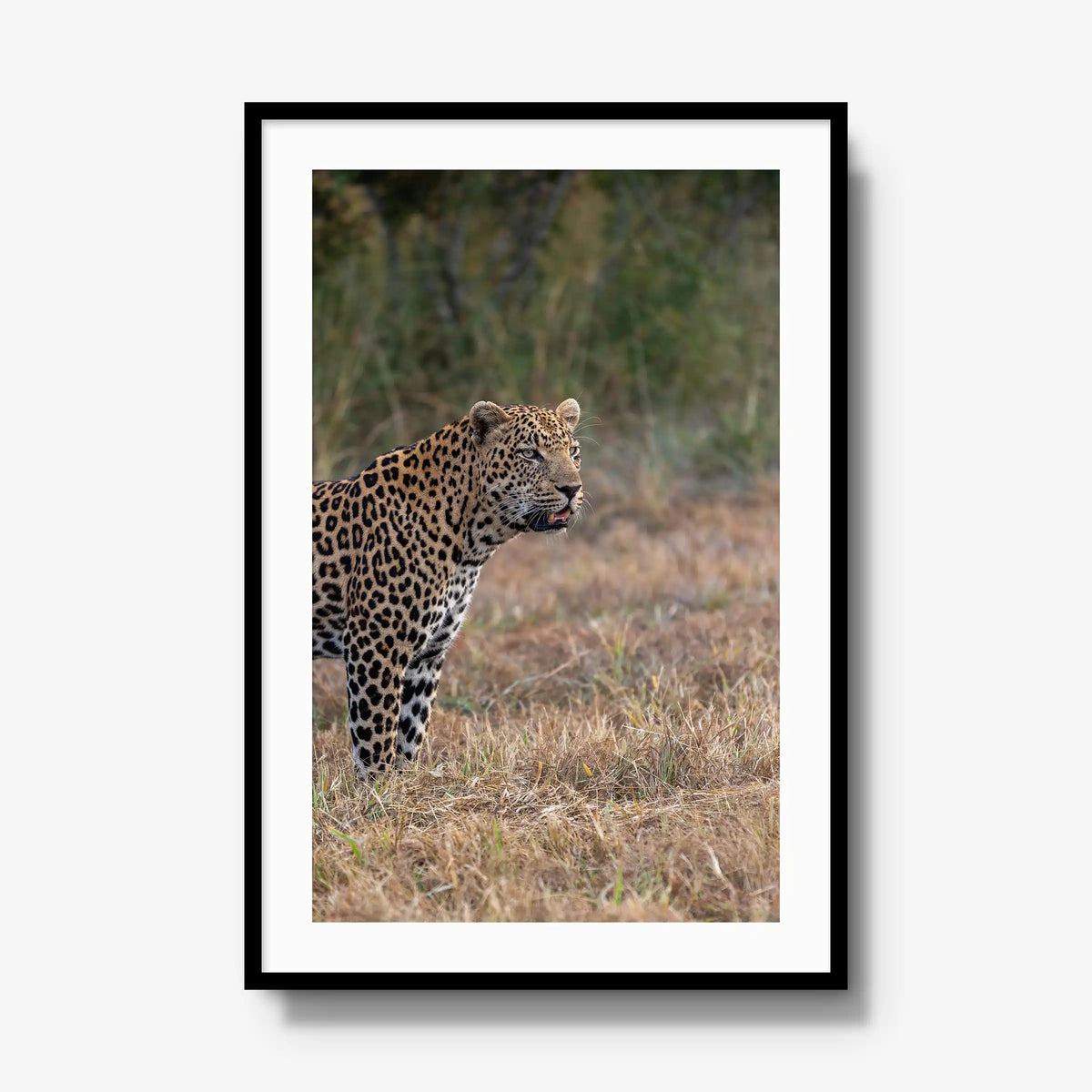 On Alert — gallery / black / mat