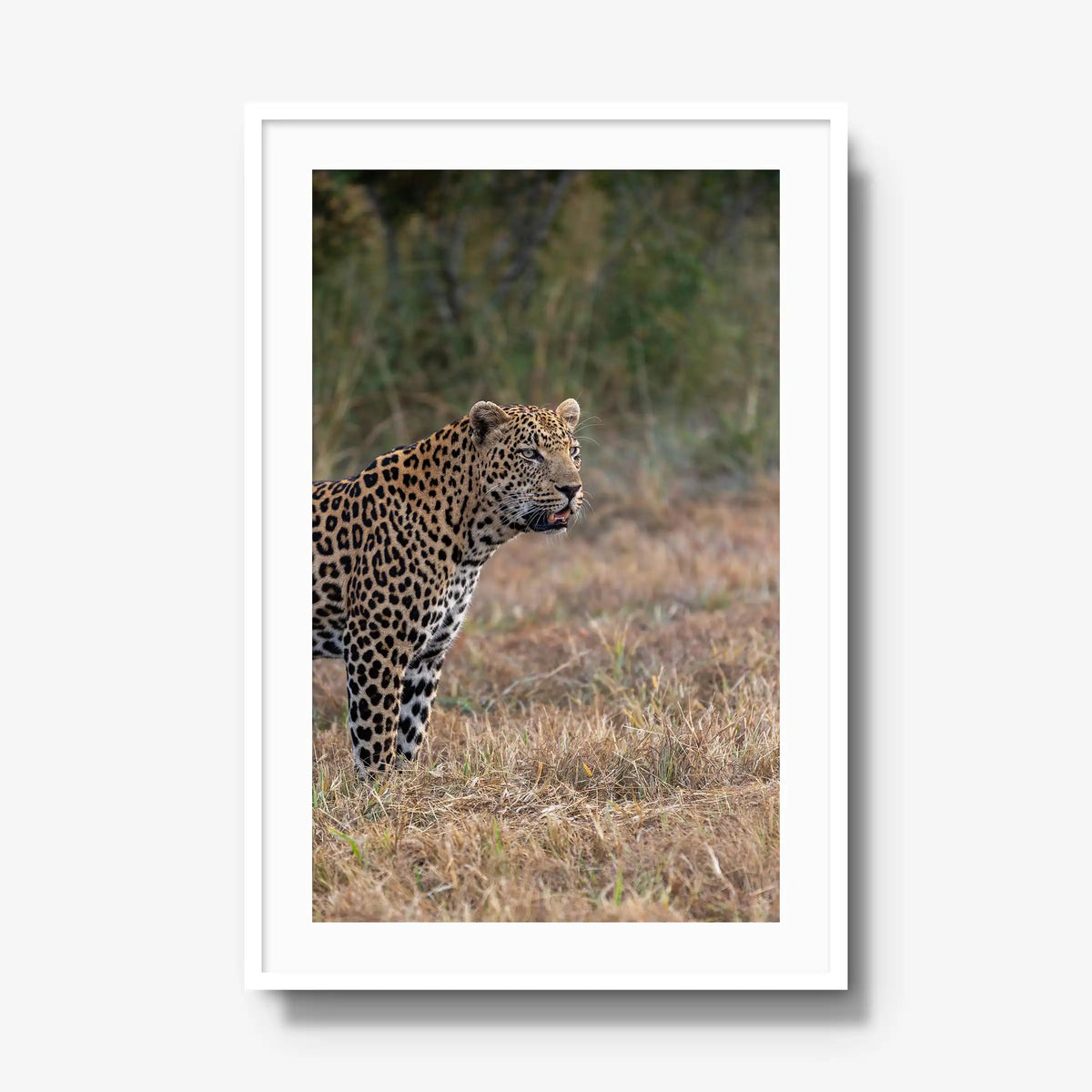 On Alert — gallery / white / mat