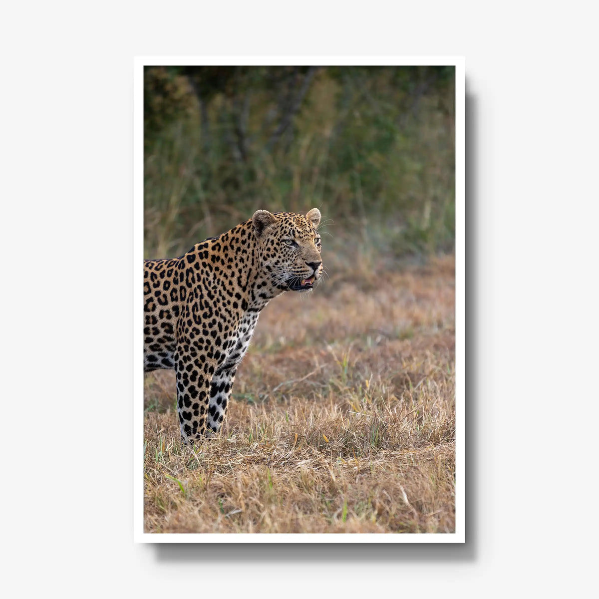 On Alert — gallery / white / full