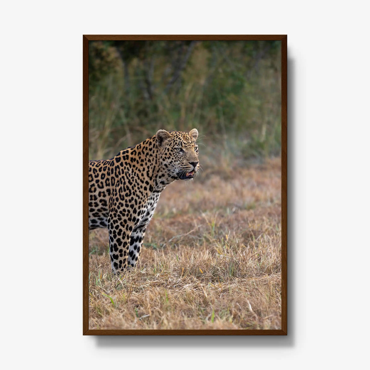 On Alert — gallery / brown / full