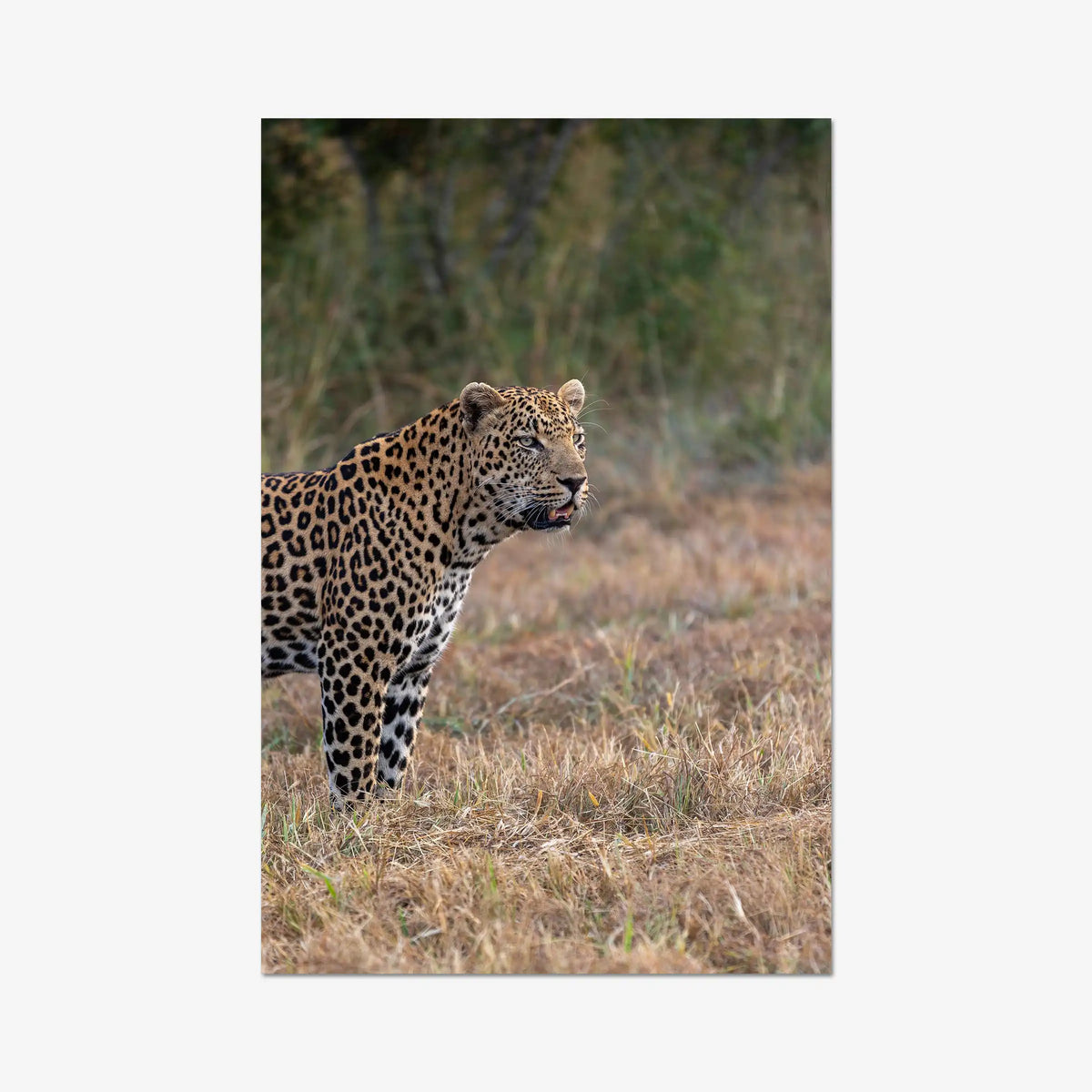 On Alert — gallery / print / n/a