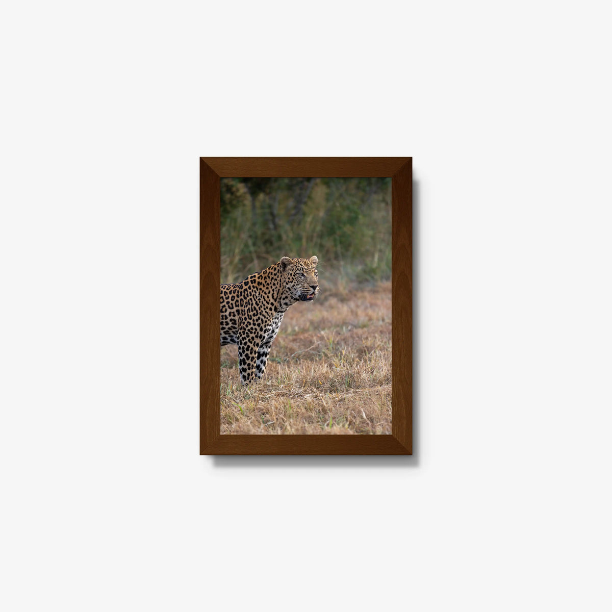 On Alert — mini / brown / full