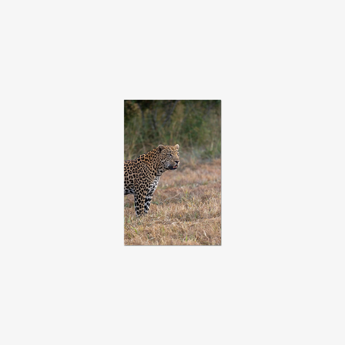 On Alert — mini / print / n/a