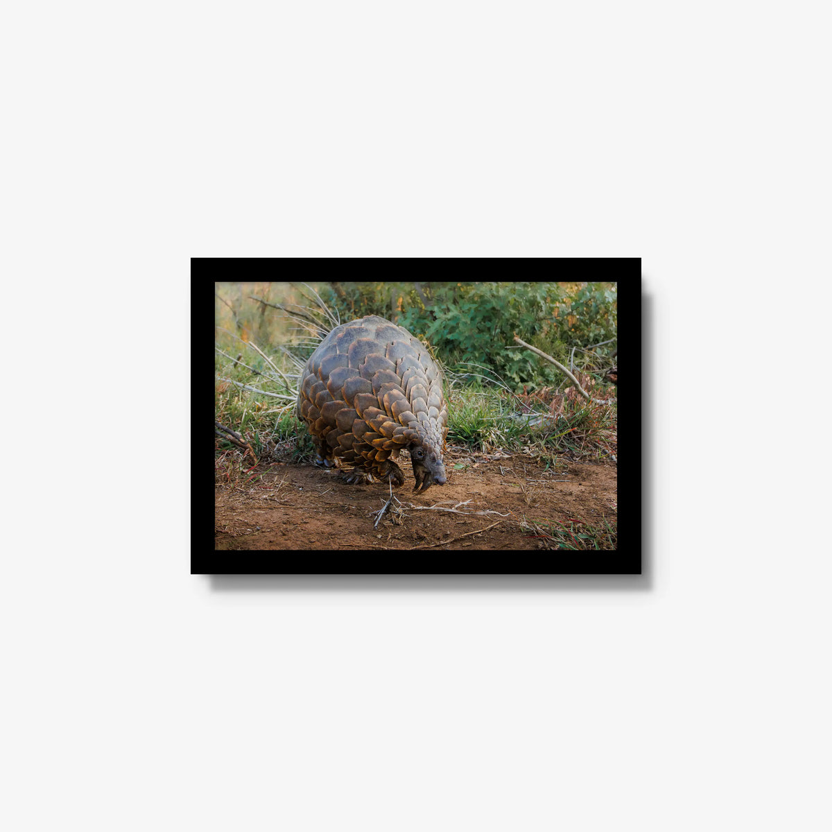 Relic — small / black / full