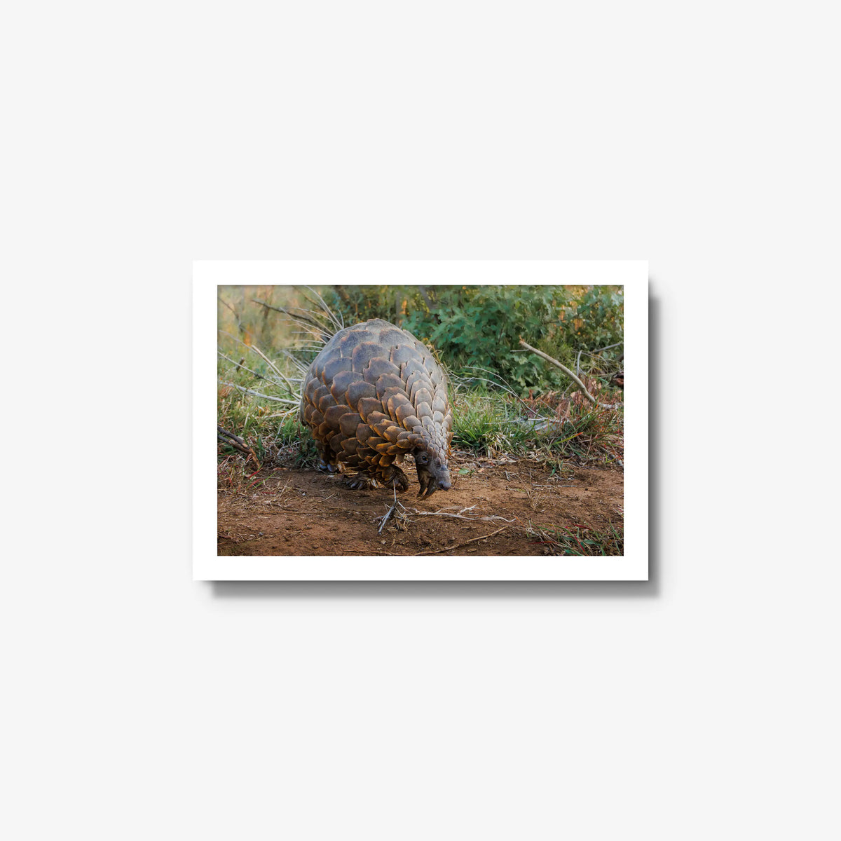 Relic — small / white / full