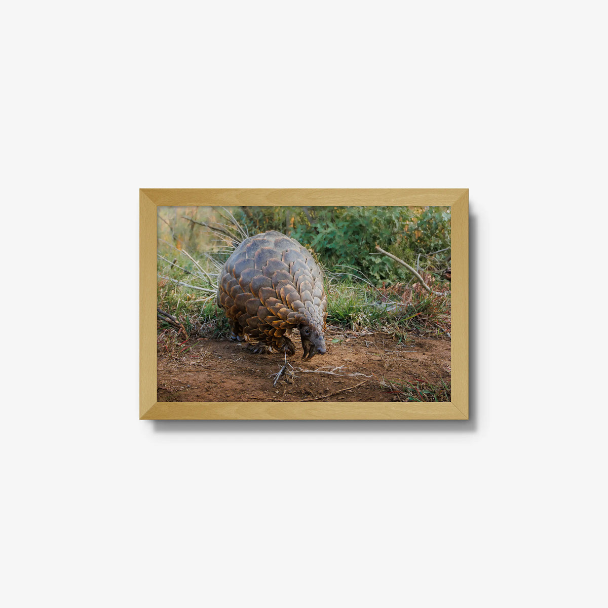 Relic — small / natural / full