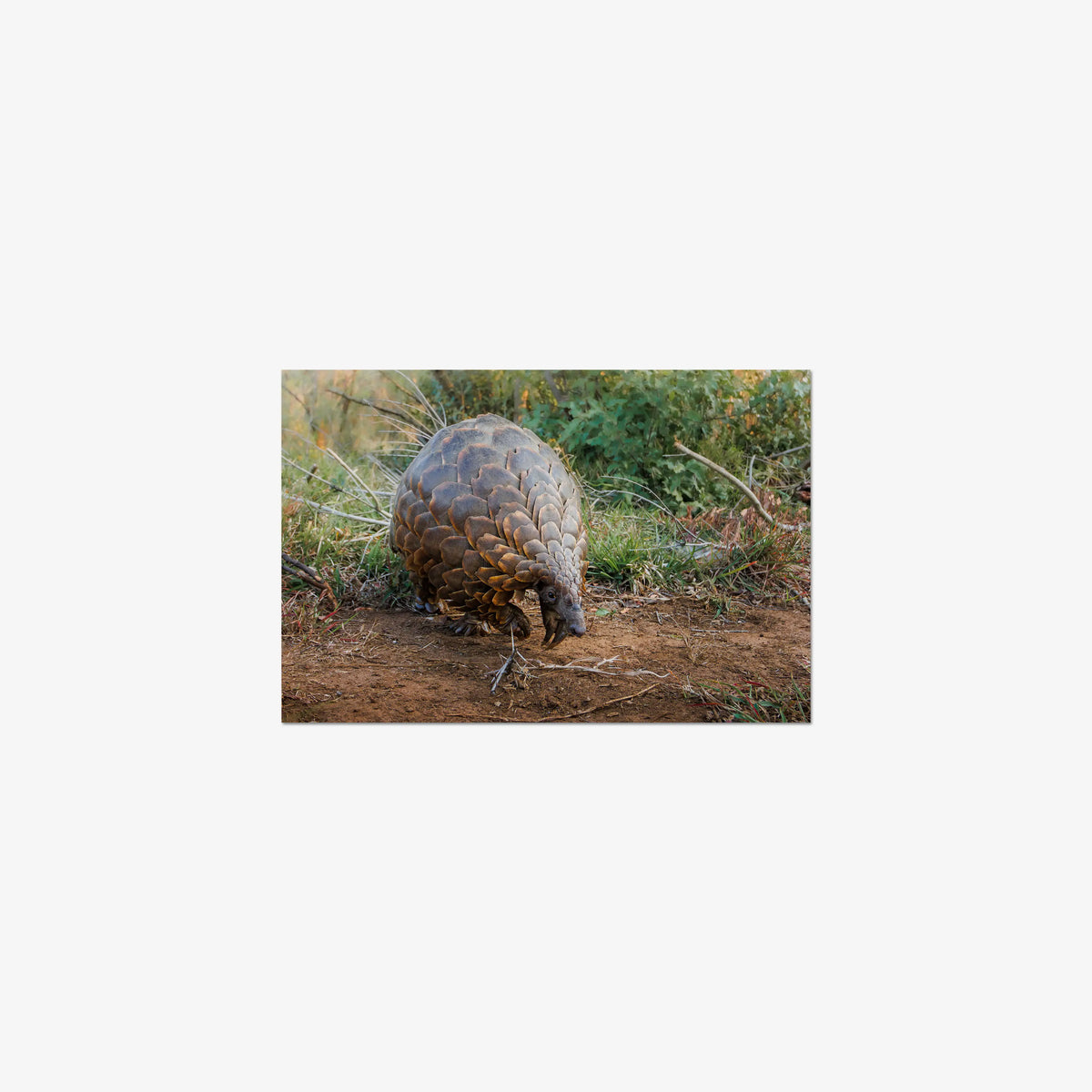 Relic — small / print / n/a