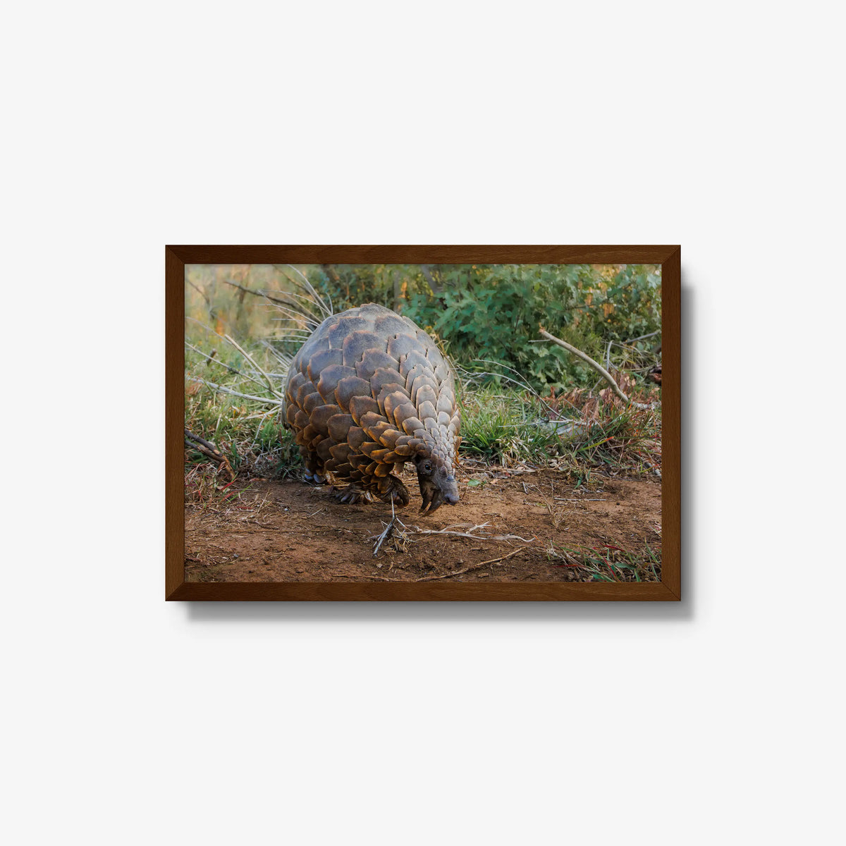 Relic — medium / brown / full