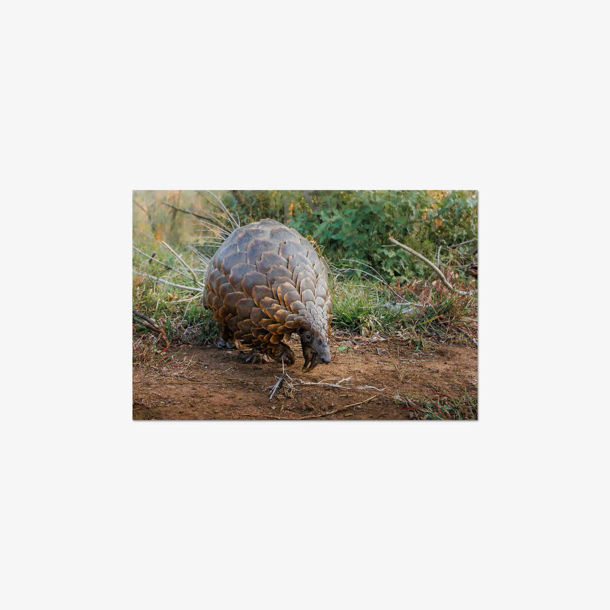 Relic — medium / print / n/a