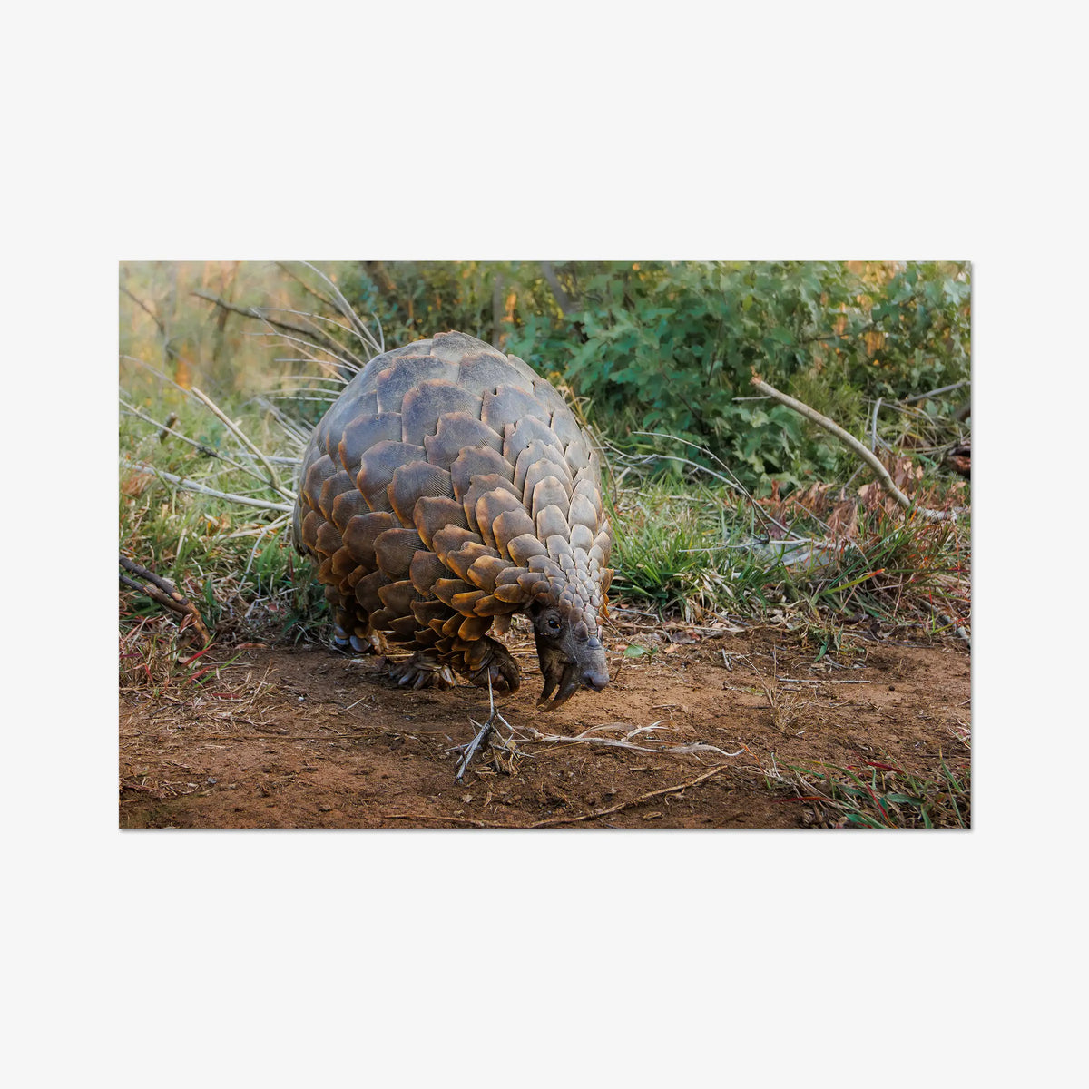 Relic — gallery / print / n/a