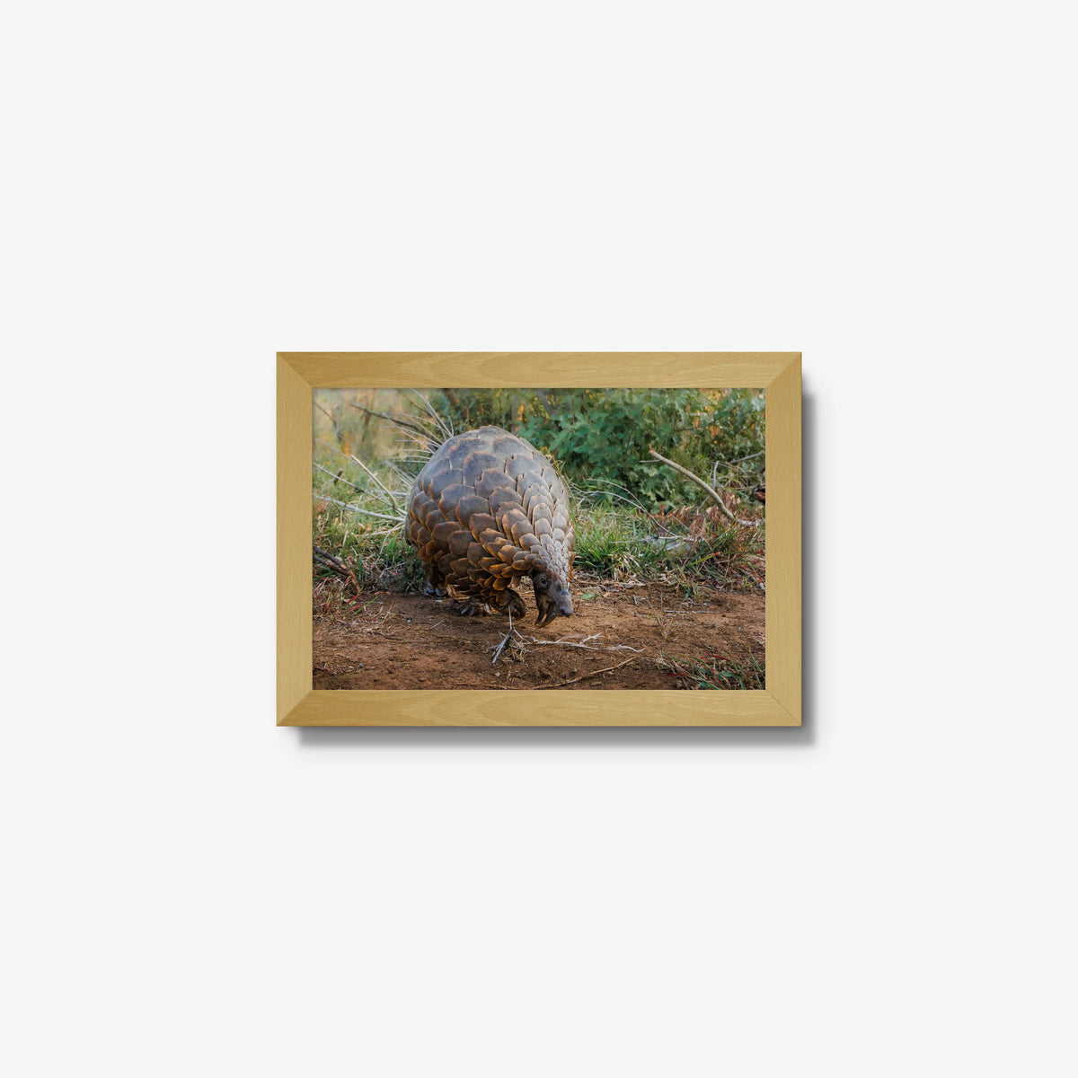 Relic — mini / natural / full