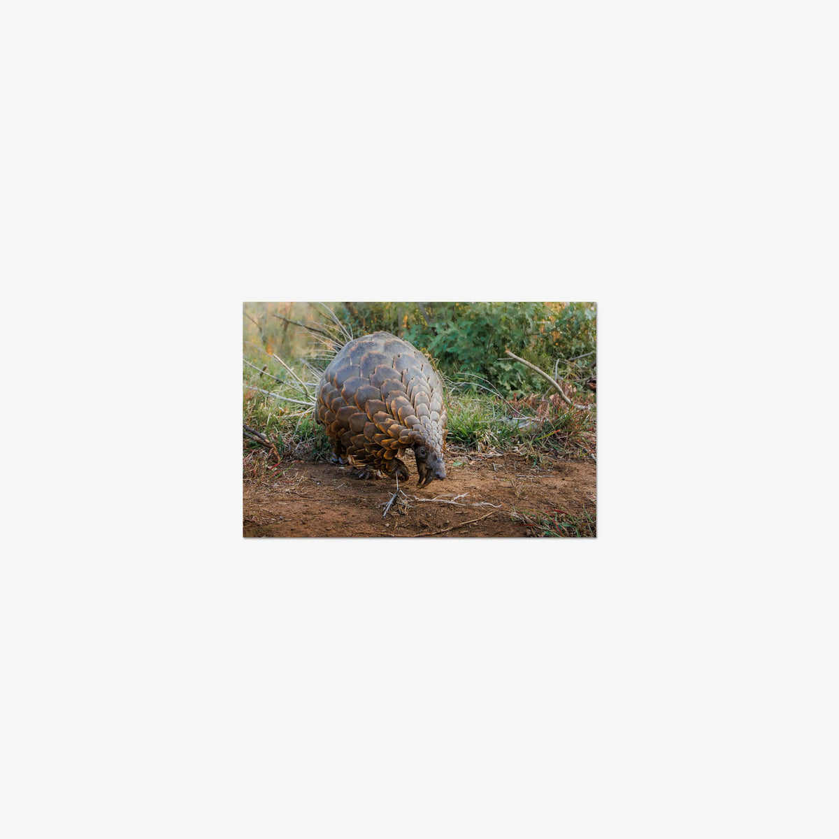 Relic — mini / print / n/a