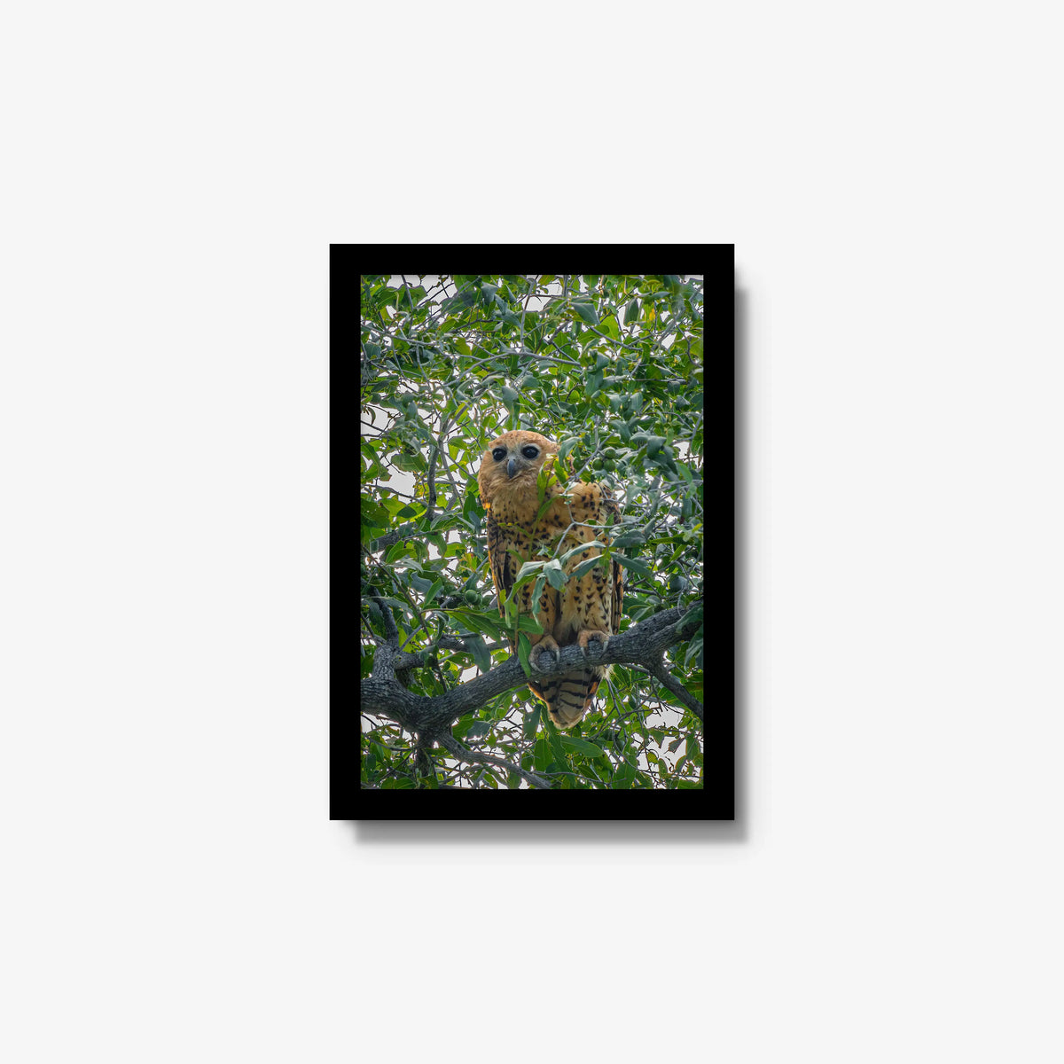 Pels Fishing — small / black / full