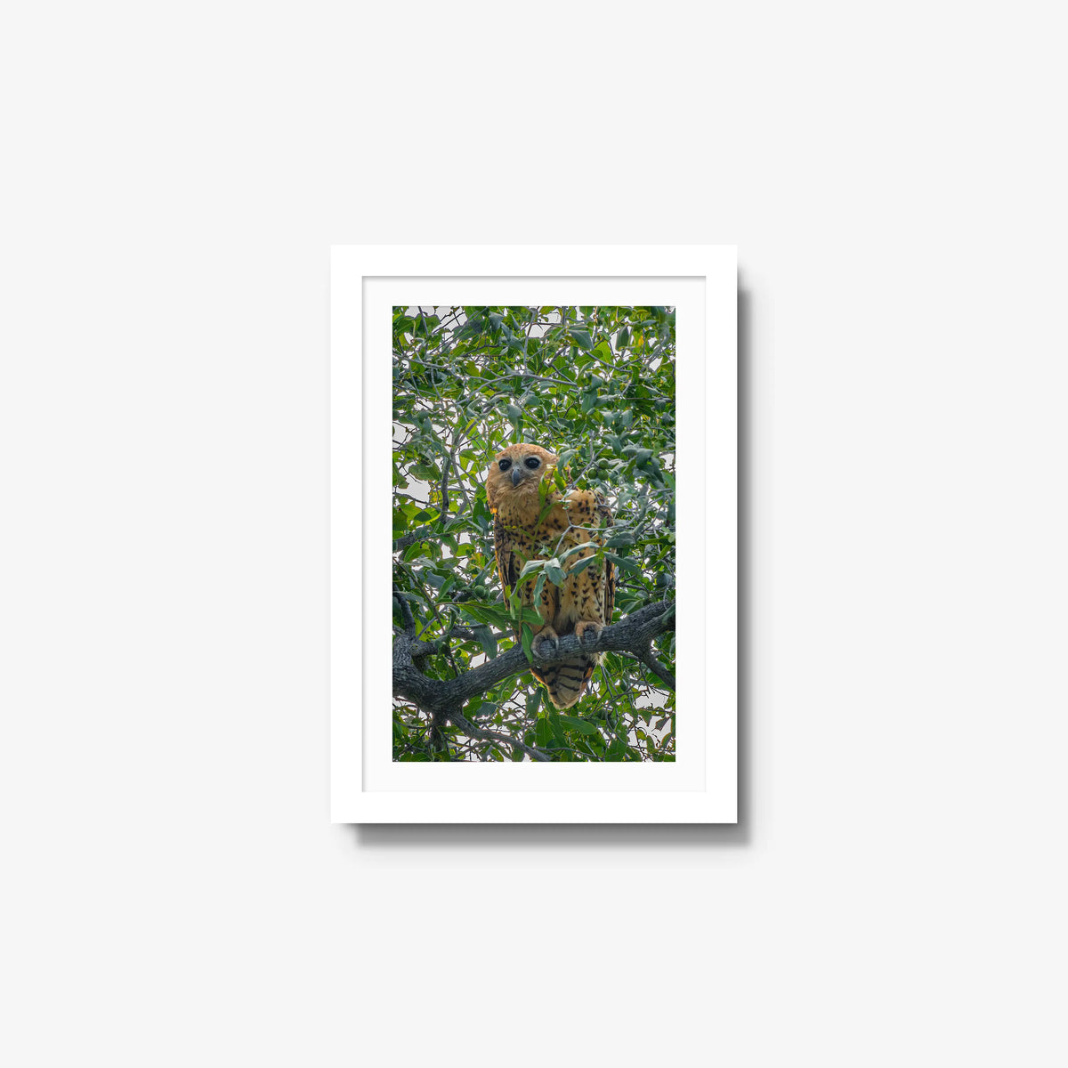 Pels Fishing — small / white / mat