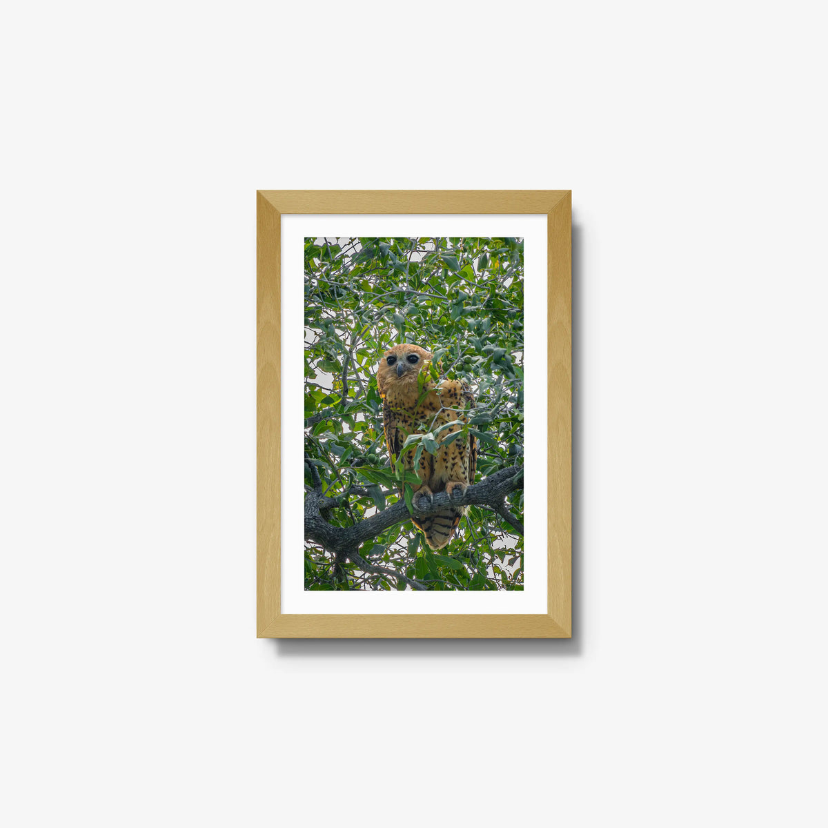 Pels Fishing — small / natural / mat