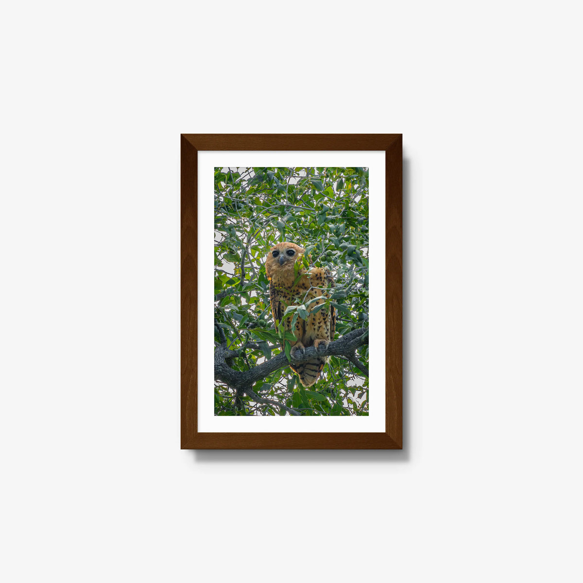 Pels Fishing — small / brown / mat