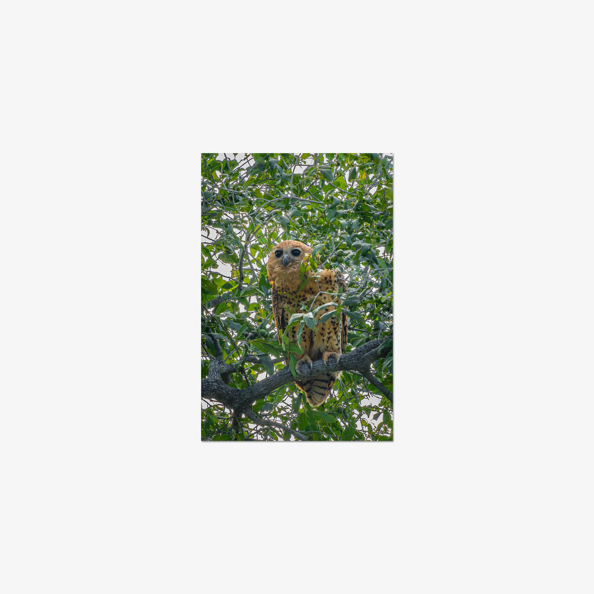 Pels Fishing — small / print / n/a