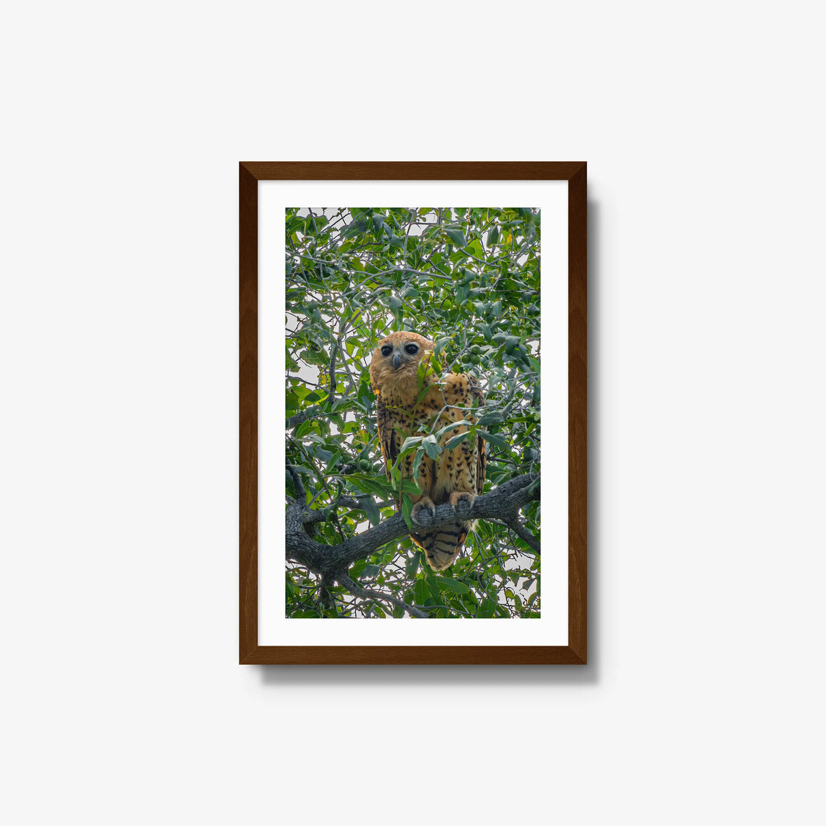 Pels Fishing — medium / brown / mat