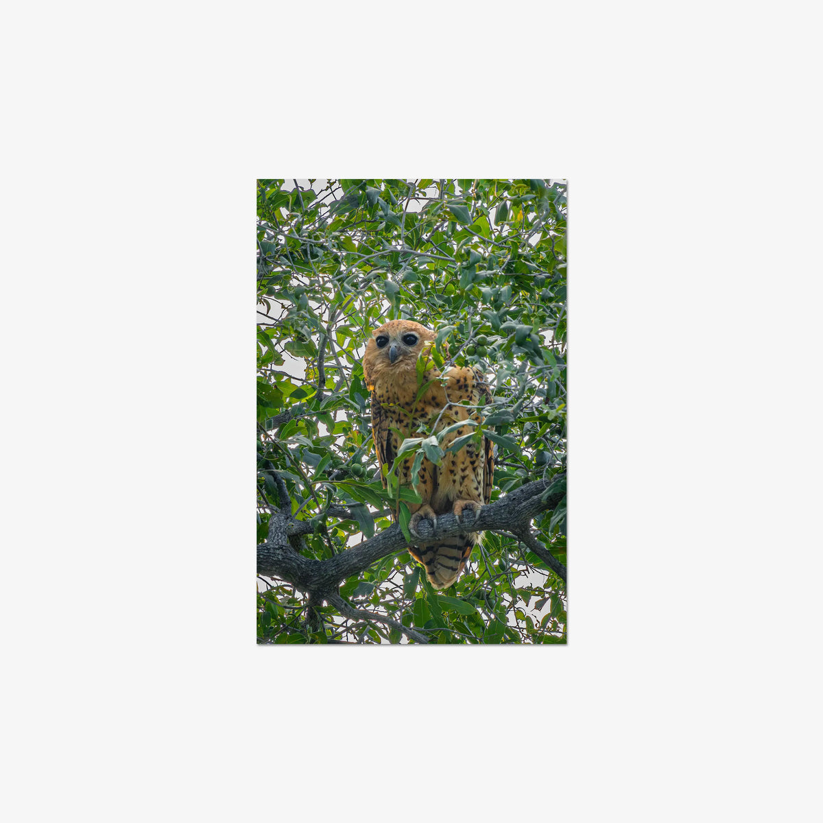 Pels Fishing — medium / print / n/a