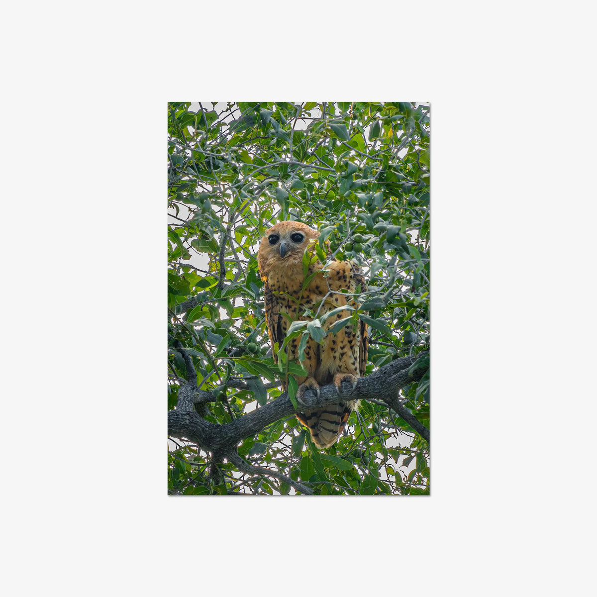 Pels Fishing — large / print / n/a