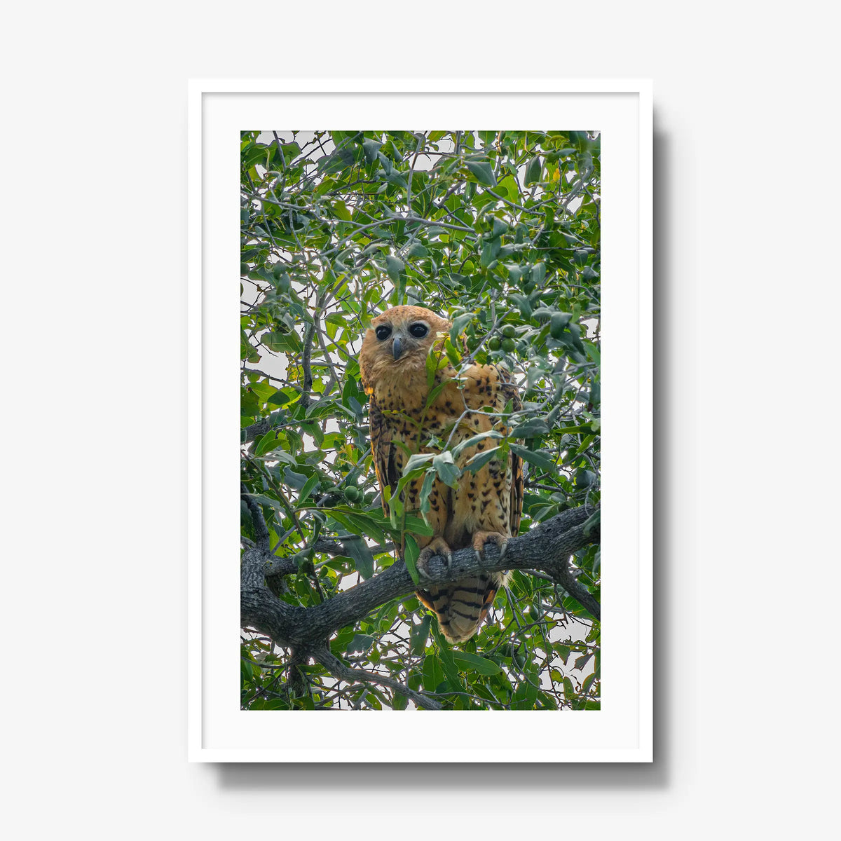 Pels Fishing — gallery / white / mat