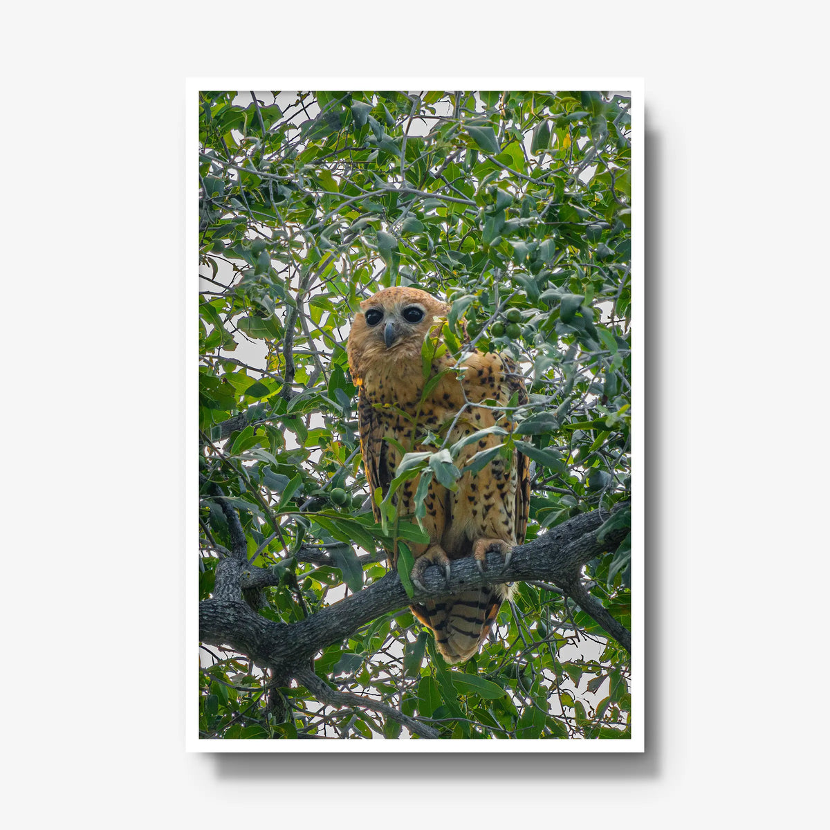 Pels Fishing — gallery / white / full