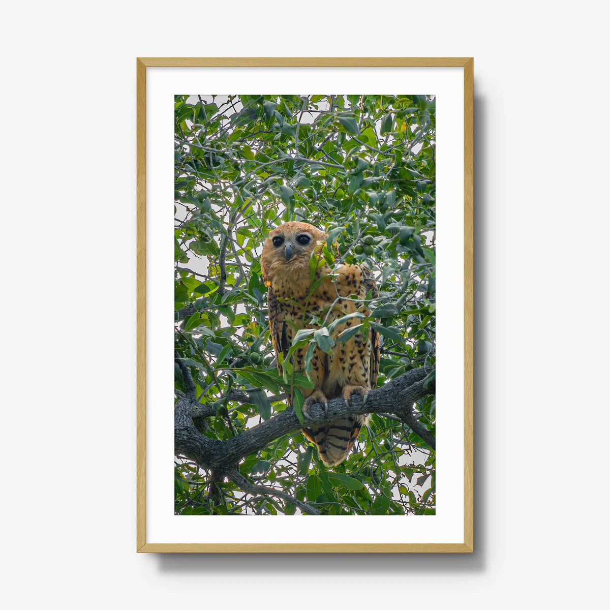 Pels Fishing — gallery / natural / mat