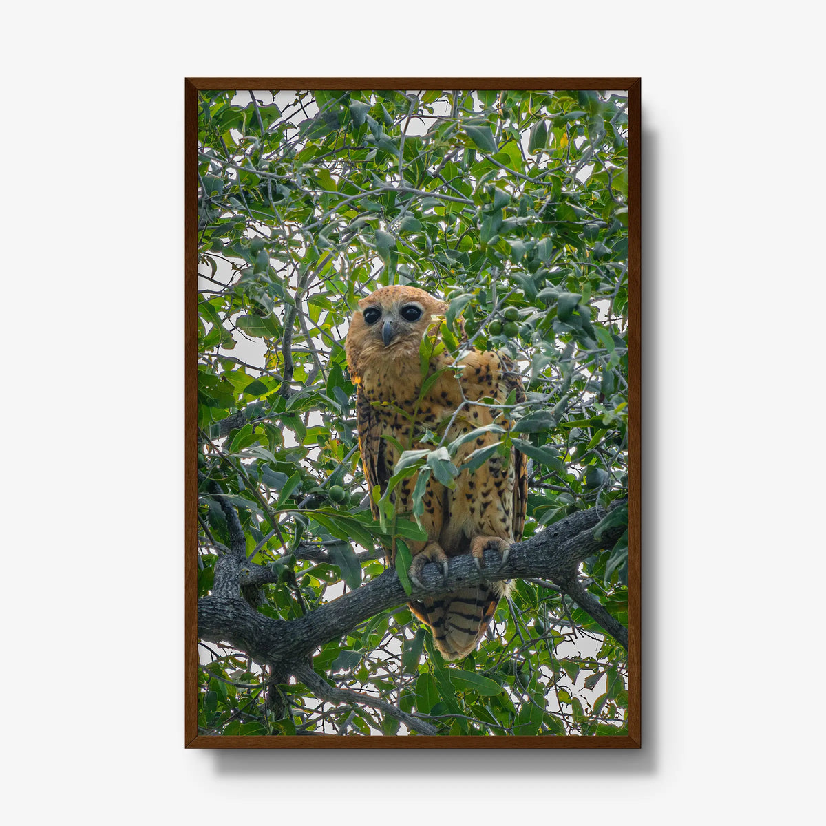 Pels Fishing — gallery / brown / full