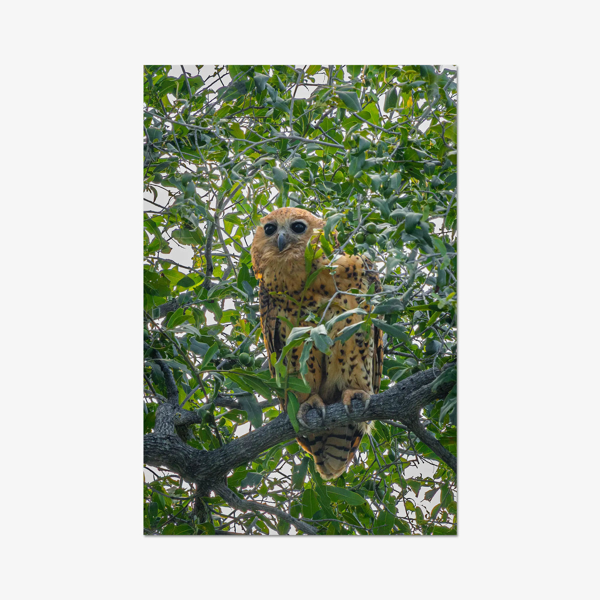 Pels Fishing — gallery / print / n/a