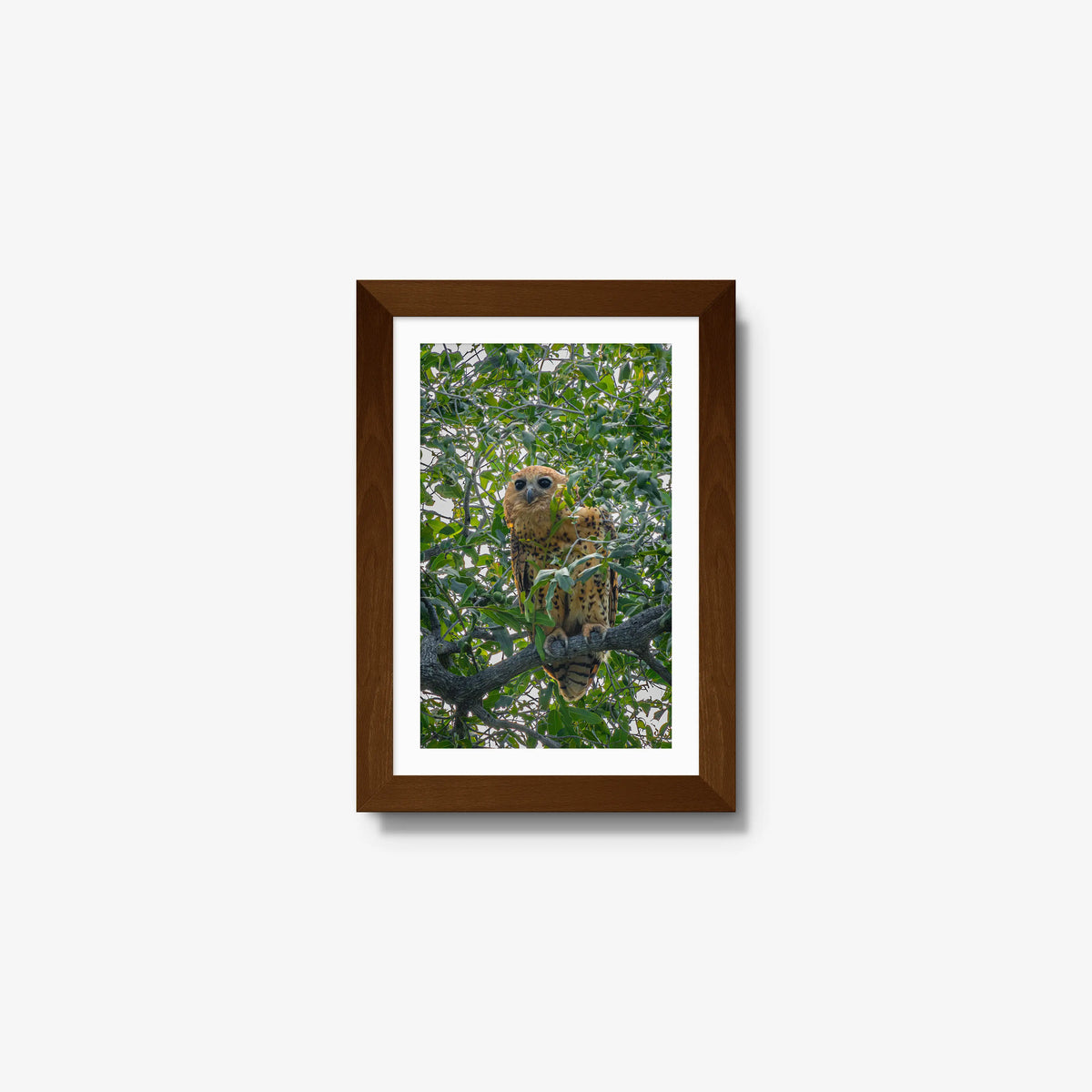 Pels Fishing — mini / brown / mat