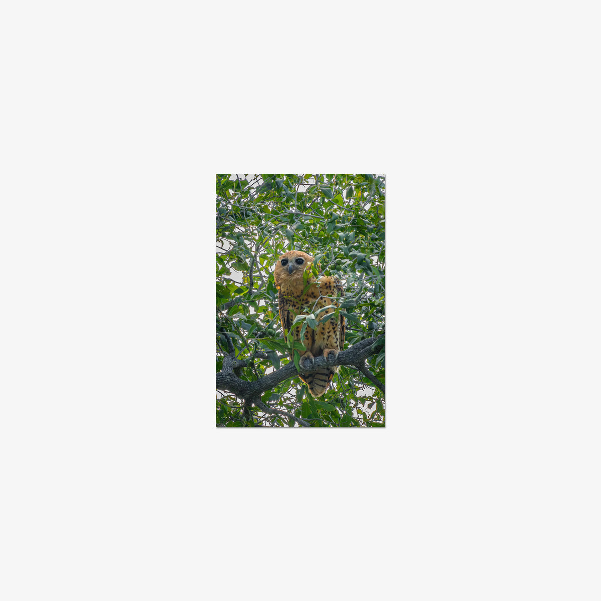 Pels Fishing — mini / print / n/a