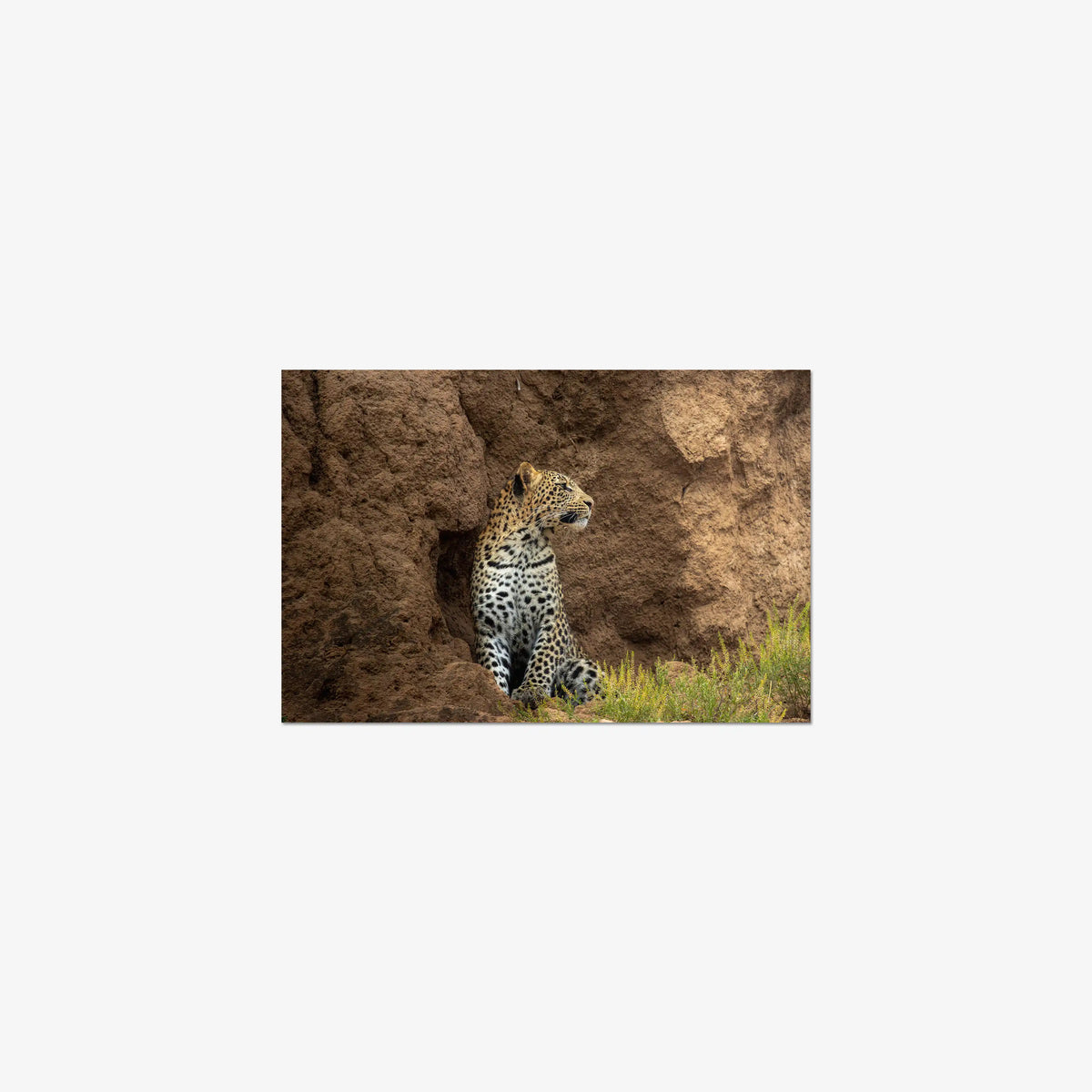 Queen of the Banks — small / print / n/a