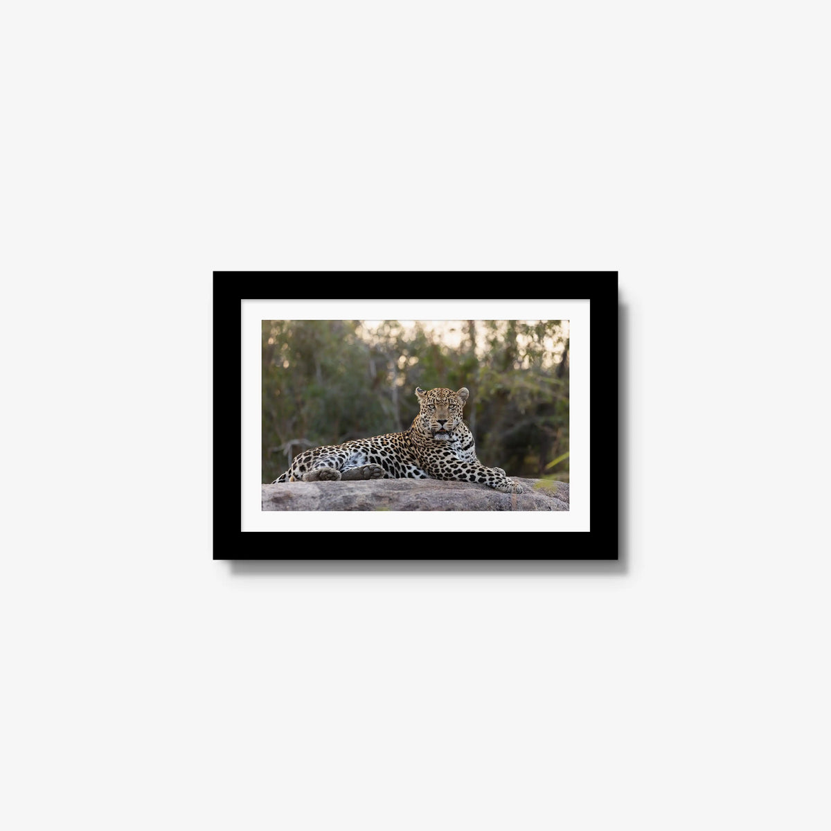 Quiet Dominance — mini / black / mat