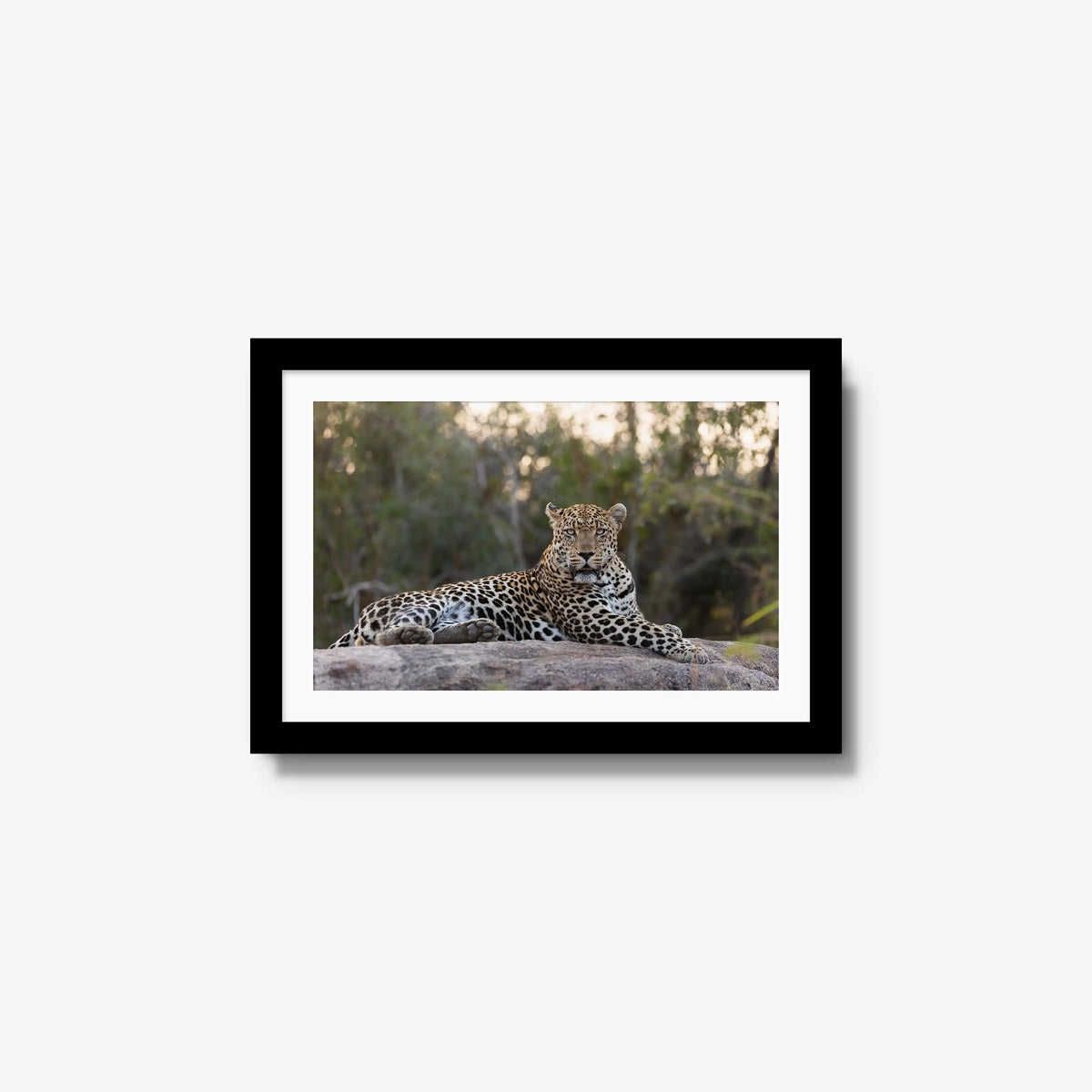Quiet Dominance — small / black / mat