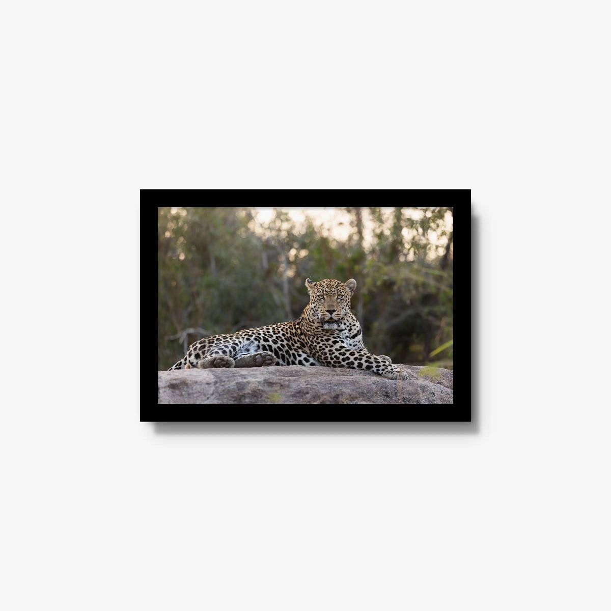 Quiet Dominance — small / black / full