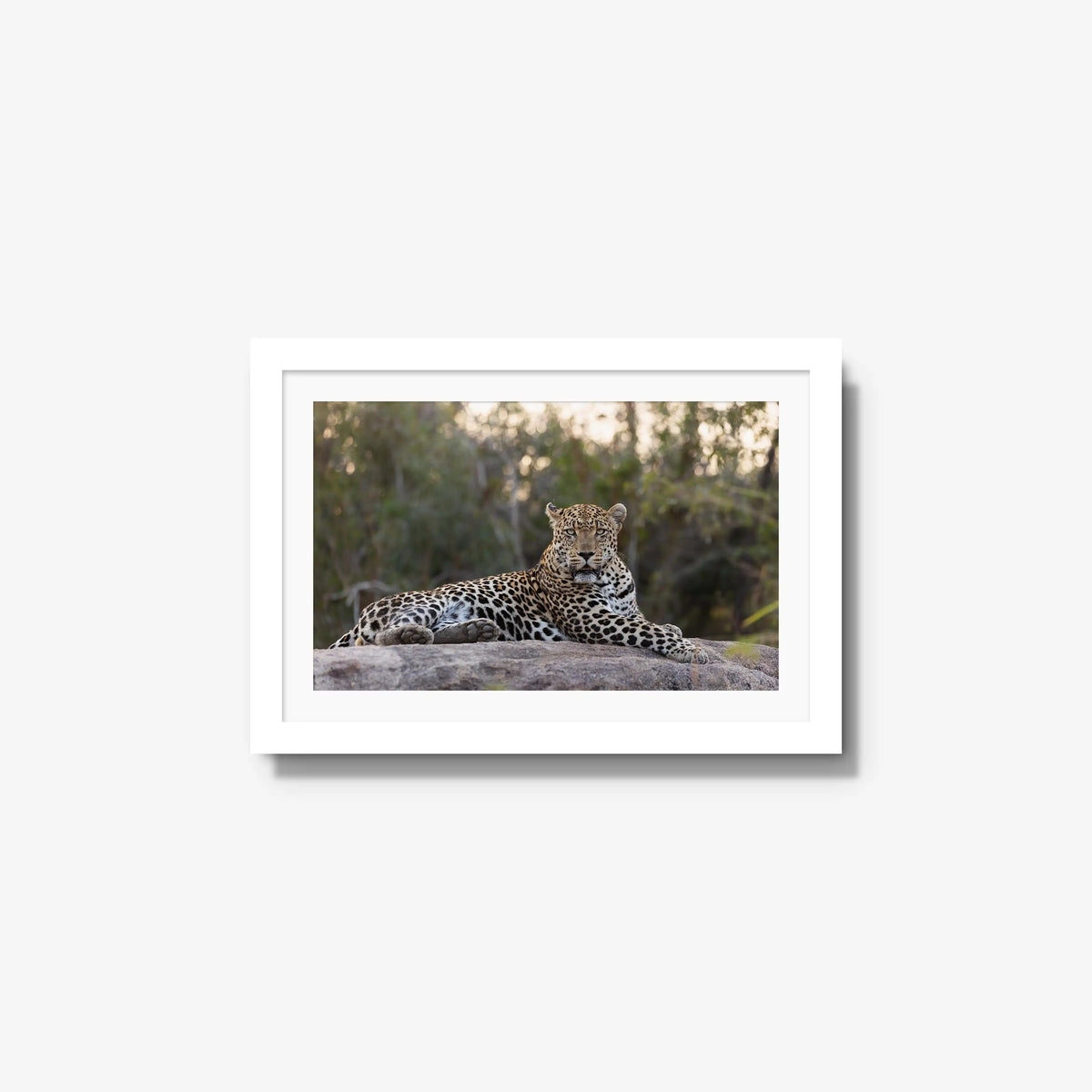 Quiet Dominance — small / white / mat