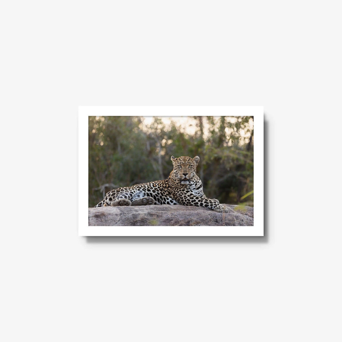 Quiet Dominance — small / white / full