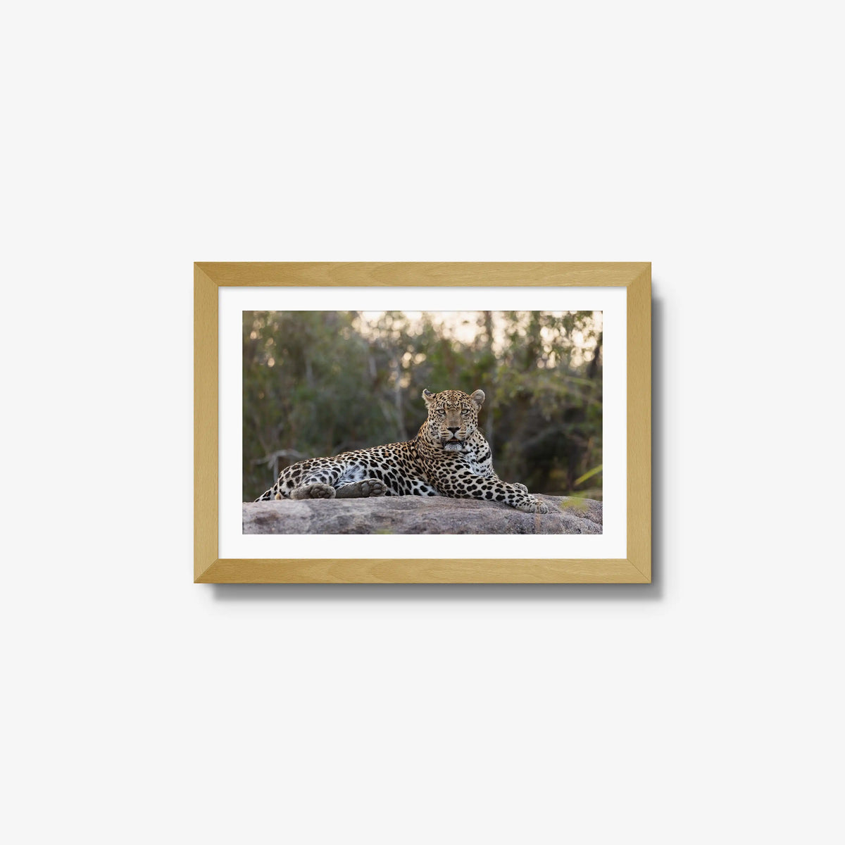 Quiet Dominance — small / natural / mat