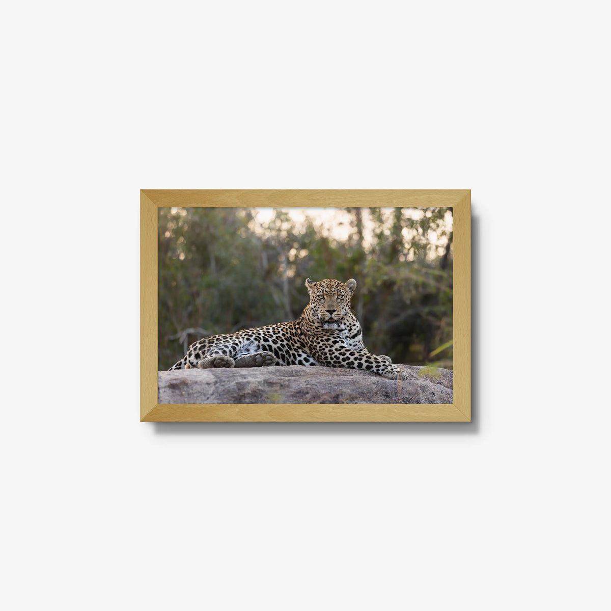 Quiet Dominance — small / natural / full