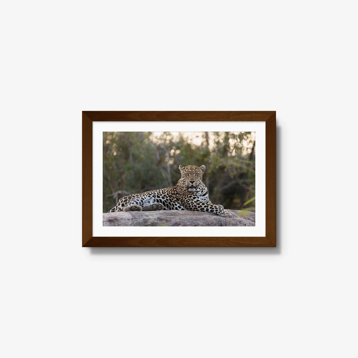 Quiet Dominance — small / brown / mat