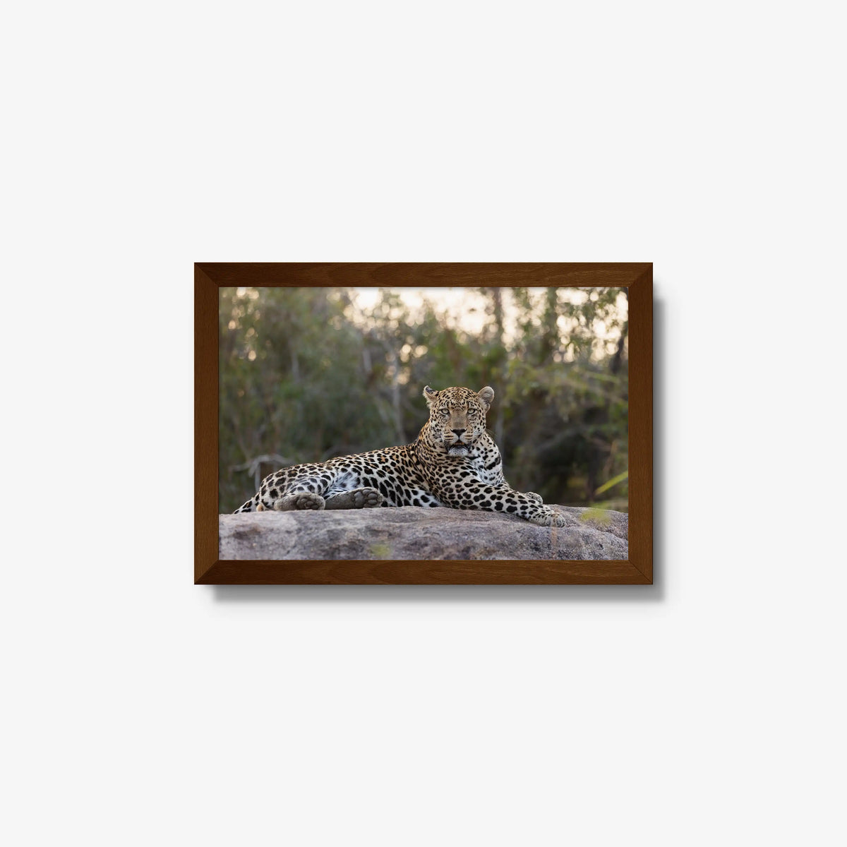 Quiet Dominance — small / brown / full