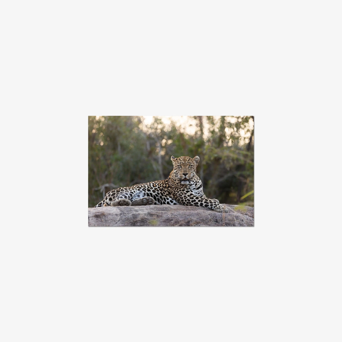 Quiet Dominance — small / print / n/a